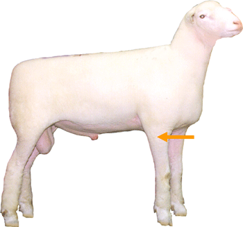 Sheep External Part Forearm