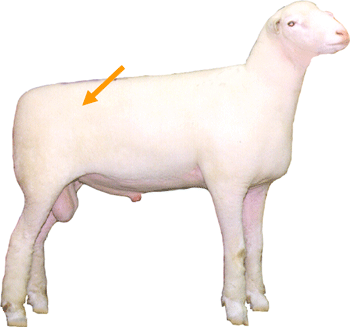 Sheep External part Hip