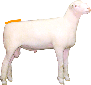 Sheep External Part Rump