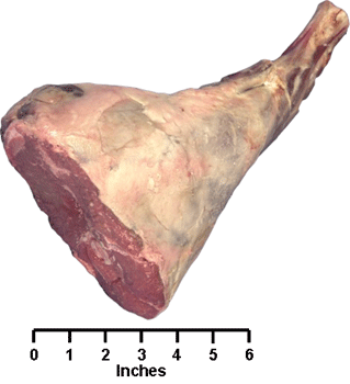 Leg Shank Half