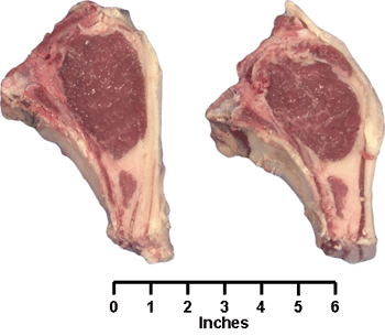 Rack Rib Chops