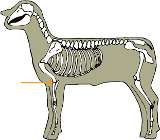Sheep - Skeletal - Elbow Joint