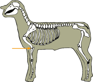 Elbow Joint