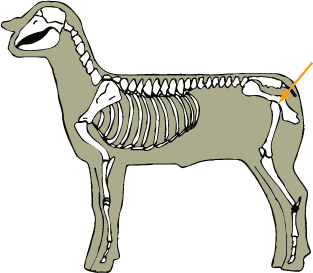 Sheep - Skeletal - Hip Joint