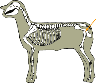 Hip Joint