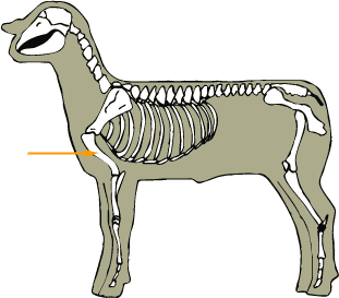 Humerus