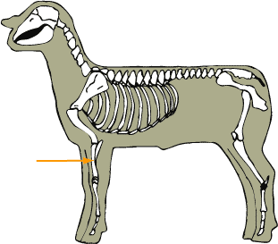 Sheep - Skeletal - Radius