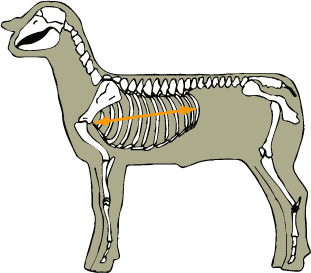 Ribs