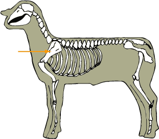 Scapula