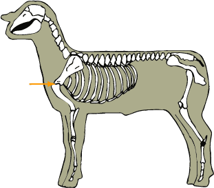 Shoulder Joint