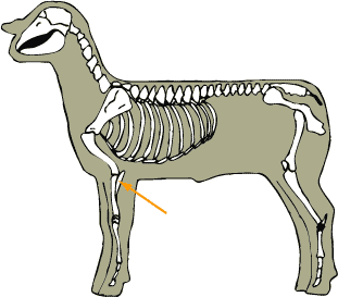 Ulna