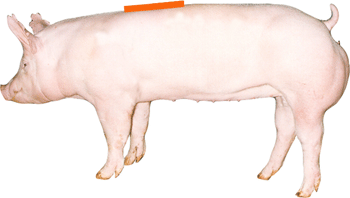 Swine - External part - Back