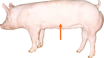 Swine - External Part - Belly