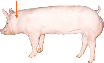 Swine - External Part - Neck