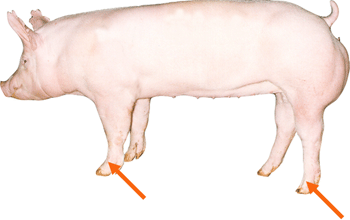 Swine - External Part - Pastern