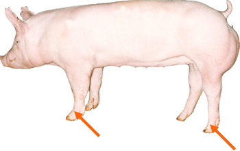 Pastern