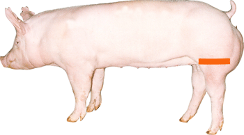 Swine - External Part - Stifle