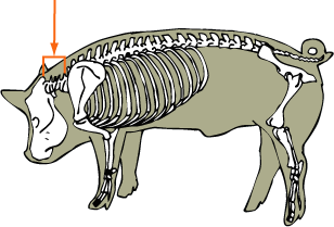 Swine Skeletal - Cervical Vertebrae