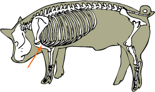 Swine Skeletal - Humerus