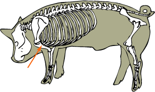Humerus