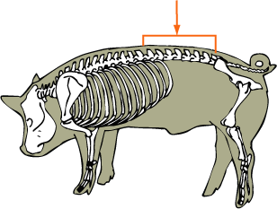 Swine Skeletal - Lumber Vertebrae