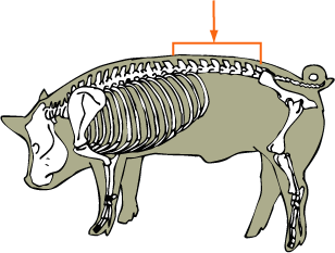 Lumbar Vertebrae