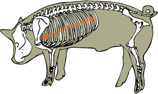 Swine Skeletal - Ribs