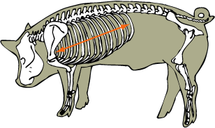 Ribs