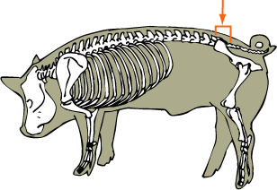 Swine Skeletal - Sacral Vertebrae