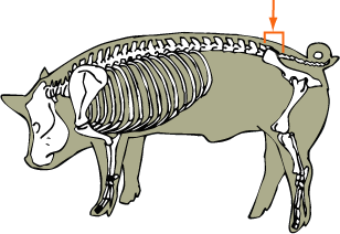 Sacral Vertebrae
