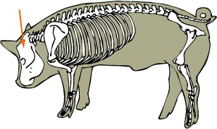 Skull