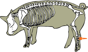 Tarsal Bones
