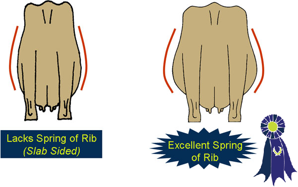Illustration of spring of rib