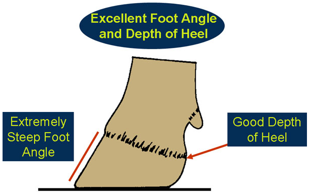 Illustration of good foot angle and depth of heel