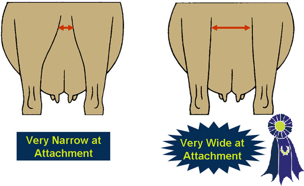 Illustration of rear udder width
