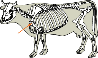 Beef Cattle Skeleton - Shoulder Joint Picture