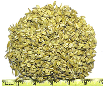 Steam Rolled Oats