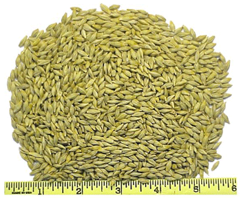 Whole Barley