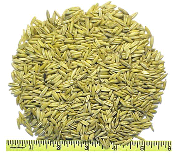 Whole Oats