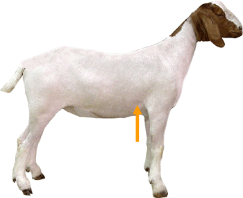 Goat Parts Fore Flank