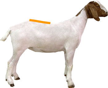 Loin