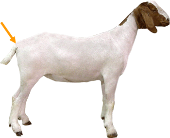 Tail Head