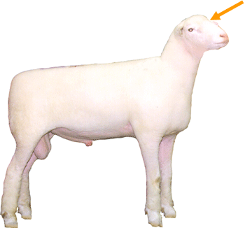 Sheep External Part Forehead