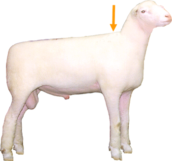 Sheep External part Top of Shoulder