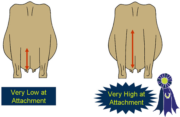 Illustration of rear udder height