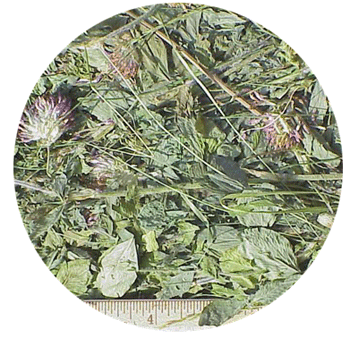 Red Clover