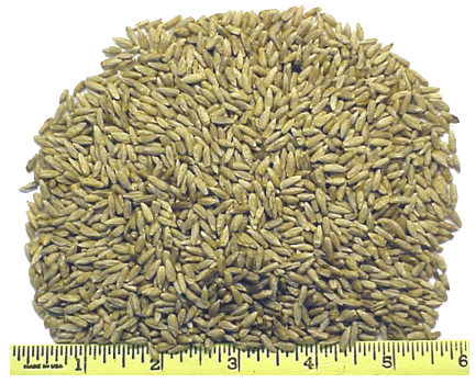 Whole Rye