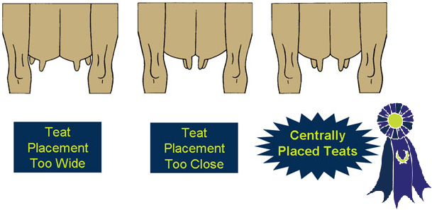 Illustration of teat placement