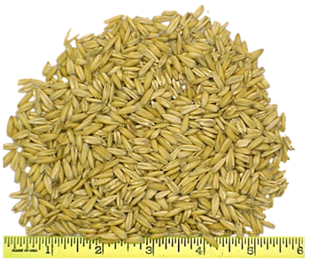 Crimped Oats