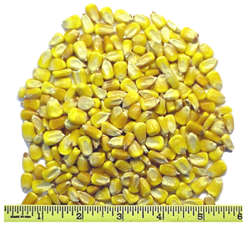 Shelled Corn
